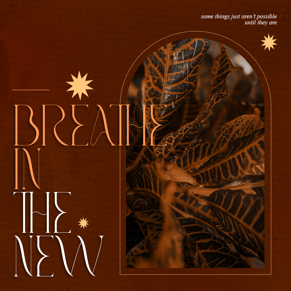 Illustrated anthurium flowers, close-up view